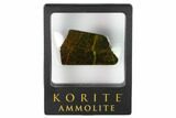Iridescent Ammolite (Fossil Ammonite Shell) - Alberta, Canada #162360-2